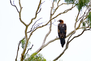 Wedge tail eagle 