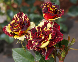 Rosa 'Abracadabra' (Korhocsel).  A striped rose with eye catching colors. Cut flower type bred by...