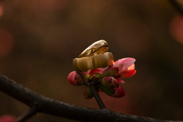 Golden wedding rings. Wedding rings. Photo. 