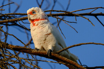 Galah in three