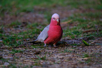 Pink galah 