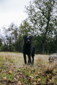 Perro schnauzer negro en campo o granja