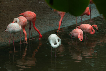 Greater Flamingo Phoenicopterus roseus on the water, Parc Naturel Regional de Camargue, Camargue, France