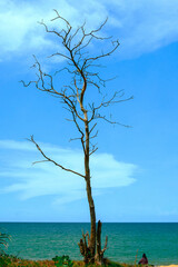 Dead tree by coastal scenery in Jambu Bongkok, Marang, Terengganu, Malaysia.