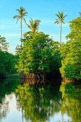 River and swamp scenery at Pulau Kerengga, Marang, Terengganu, Malaysia