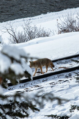 A coyote walking through a railtrack