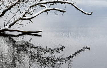 Snowy White willow (Salix alba) in the lake
