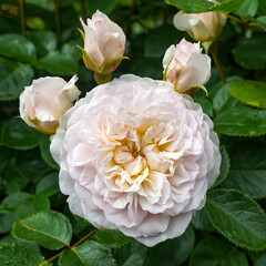 Rosa 'Emily Bronte' (Ausearnshaw).  A soft pink English shrub rose bred by David Austin Roses.