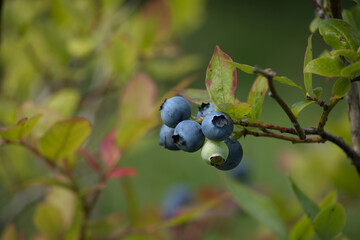 Ripening blueberry in a cluster on a bush