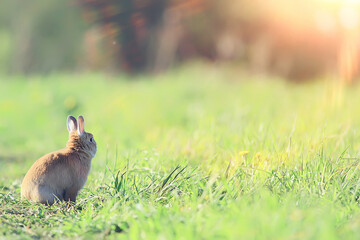 spring rabbit in a green field, easter symbol, beautiful april easter background