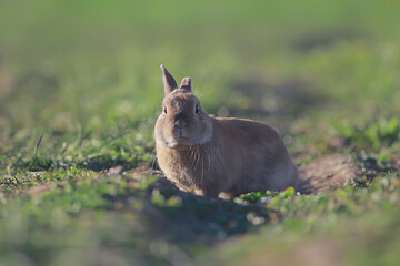 spring rabbit in a green field, easter symbol, beautiful april easter background