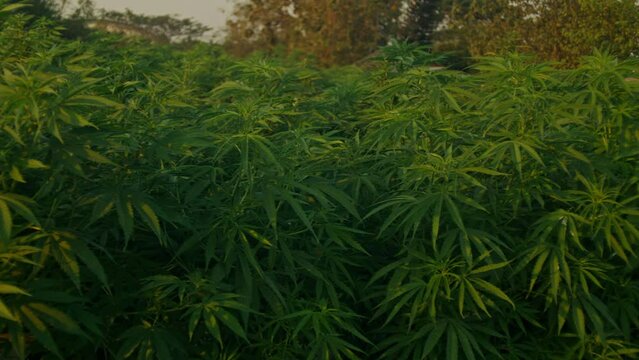 close-up shot of a cannabis plant, stem, flowers, and leaves. CBD farm field on the sunny summer day.