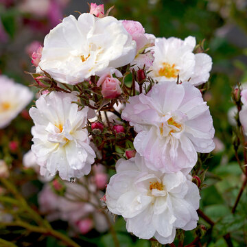 Delicate pink blooms of rosa 'Sweet Siluetta' (Korsilu07).  A rambling rose bred by Kordes Roses.
