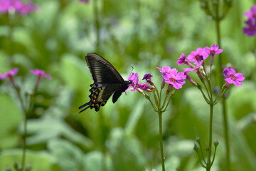 Fototapeta premium クリンソウの吸蜜をするミヤマカラスアゲハ（北海道・浦幌町） 