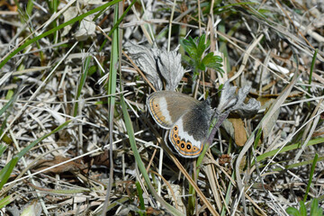 翅を傾けて止まるシロオビヒメヒカゲ（北海道・斜里町）
