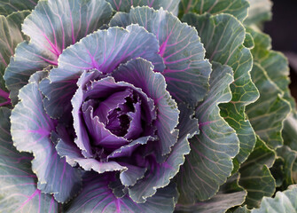Obraz premium Natural background of ornamental cabbage plants, kale, edges are curly leaves with leaves are purple, or deep magenta. The ornamental plants for decorating in the garden.