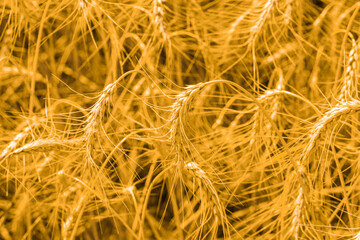 Wheat field. View of golden wheat close up