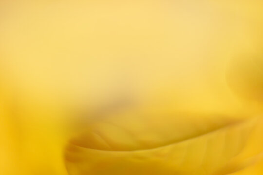 A yellow background with blurred vegetal details