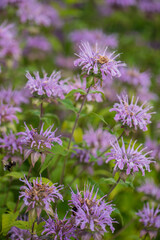 monarda in the organic garden