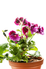 Pink magenta purple pelargonium flower