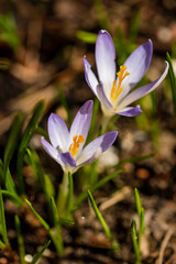 spring flowers crocuses in the garden