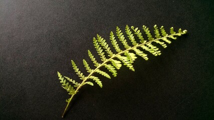 fern leaf on black background