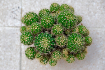 Cactus in a white plant pot.