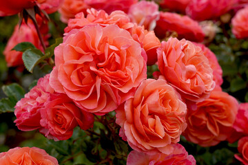 Rosa 'Coral Lions Rose' (Korzwanlio). A beautiful orange floribunda rose bred by Kordes Roses.