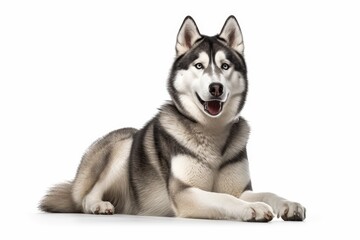 Fototapeta premium siberian husky puppy