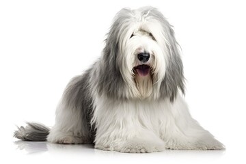 Old English Sheepdog is a lovable and charming breed 