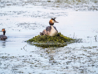 A pair of water birds, Great Crested Grebe, feeding chick at nest.