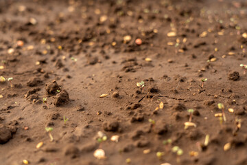 A technician repairs a broken laptop computer with a screwdriver. Notebook components and parts close-up