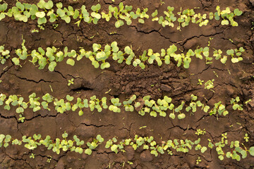 A technician repairs a broken laptop computer with a screwdriver. Notebook components and parts close-up