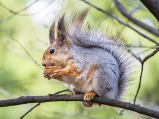 The squirrel with nut sits on a branches in the spring or summer.