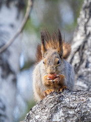 Obraz premium The squirrel with nut sits on a branches in the spring or summer.