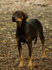 Perro café en hojas de fondo, perrro imponente, perro humilde xd