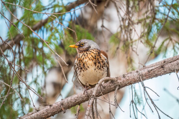 Fieldbird sits on a branch in spring with a blurred background.