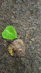 Green & Dead leaf meeting each other