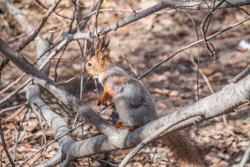 The squirrel with nut sits on a branches in the spring or summer.