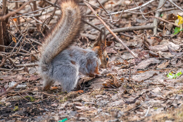 Squirrel in autumn or spring hides nuts on the green grass with fallen yellow leaves
