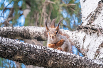 The squirrel sits on a branches in the spring or summer.