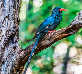 Colorful Red-Billed Green Wood Hoopoe Waikiki Honolulu Hawaii