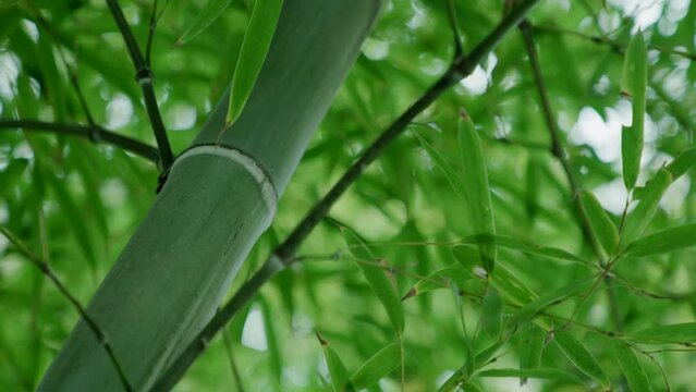 晴れの日に風に揺れるたくさん茂った竹林の竹と葉　陽光の陰影　差し込むキラキラとした日差し　木漏れ日　子供の日・日本・春のイメージ