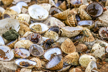 Magdalena Island, Punta Arenas, Chile