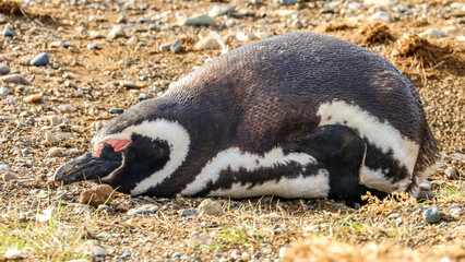 Magdalena Island, Punta Arenas, Chile