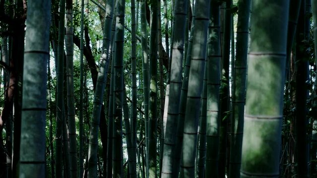 晴れの日に風に揺れるたくさん茂った竹林の竹と葉　陽光の陰影　差し込むキラキラとした日差し　木漏れ日　子供の日・日本・春のイメージ