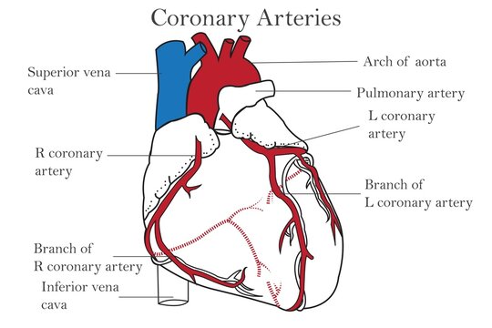 The coronary arteries of the heart, anterior view, including the aorta, left, and right coronary arteries.isolated on white background. Medical, healthcare, and science education.