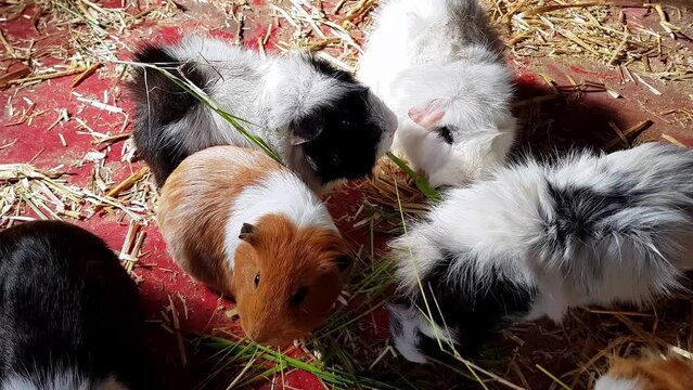 Abyssinian Guinea Pigs feeding on hay and grass in a farm barn. Real time, zoom in
