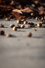 Close up vertical image of full and empty acorns and shells on the ground during the autumn season.