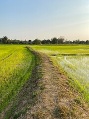 Fototapeta na wymiar Rices in the field 